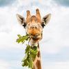 Htx Herbivore H.